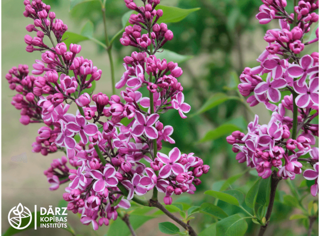 Syringa vulgaris   'Sensācija'